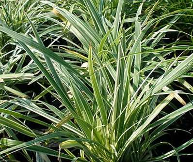 sedoulek - Ophiopogon planiscapus 'Albovariegata'