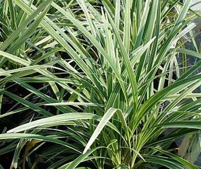 sedoulek - Ophiopogon planiscapus 'Albovariegata'