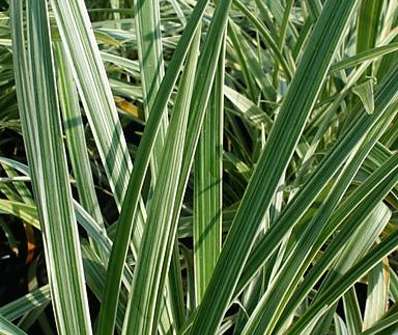 sedoulek - Ophiopogon planiscapus 'Albovariegata'