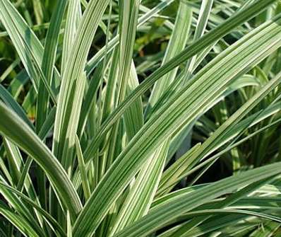 sedoulek - Ophiopogon planiscapus 'Albovariegata'