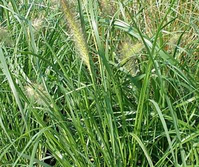 dochan - Pennisetum alopecuroides 'Gelbstiel'