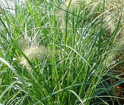 dochan - Pennisetum alopecuroides 'Gelbstiel'