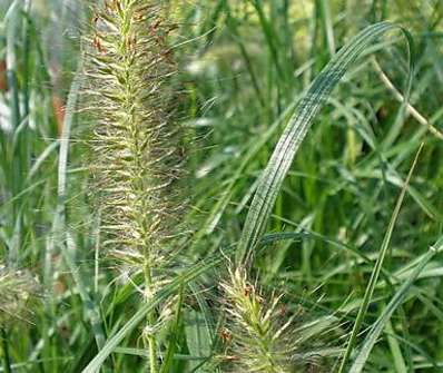 dochan - Pennisetum alopecuroides 'Gelbstiel'