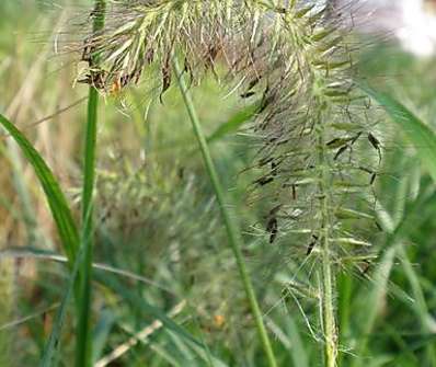 dochan - Pennisetum alopecuroides 'Gelbstiel'