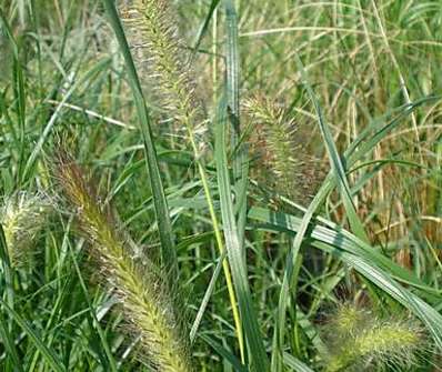 dochan - Pennisetum alopecuroides 'Gelbstiel'