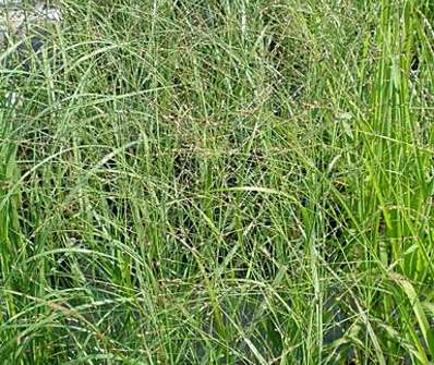 proso - Panicum virgatum 'Strictum'