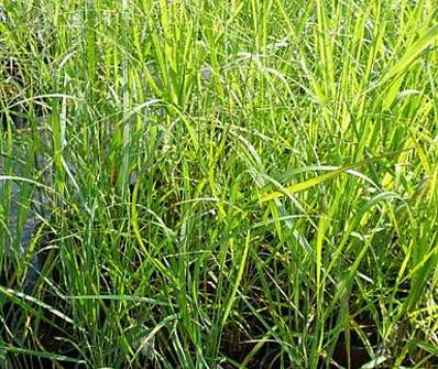 proso - Panicum virgatum 'Strictum'