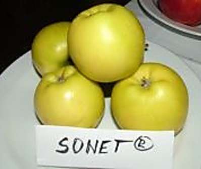 Jabloň Sonet