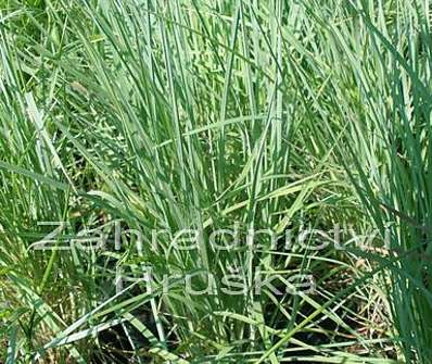 kozí brada - Andropogon s. 'Prairie Blues'