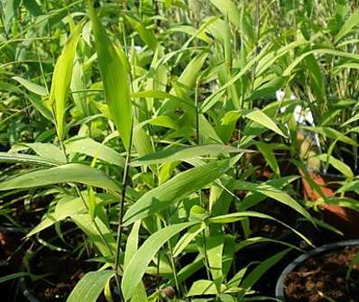 uniola - Chasmantium latifolium