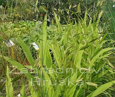 uniola - Chasmantium latifolium