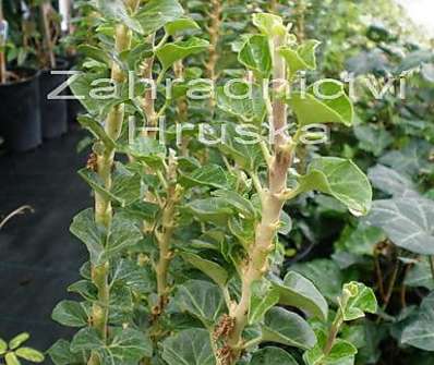 břečťan - Hedera helix 'Erecta'