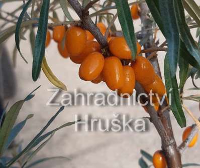 rakytník - Hippophae rhamnoides