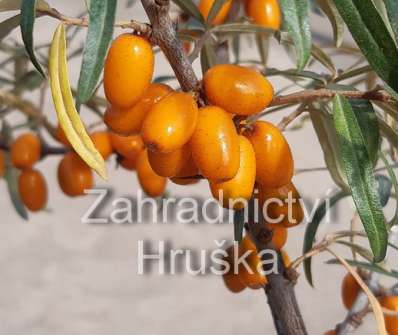rakytník - Hippophae rhamnoides