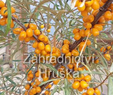 rakytník - Hippophae rhamnoides