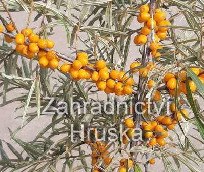 rakytník - Hippophae rhamnoides