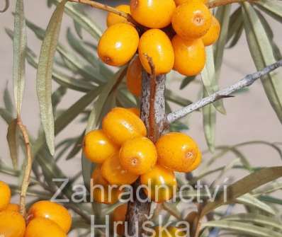 rakytník - Hippophae rhamnoides