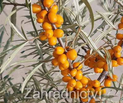 rakytník - Hippophae rhamnoides
