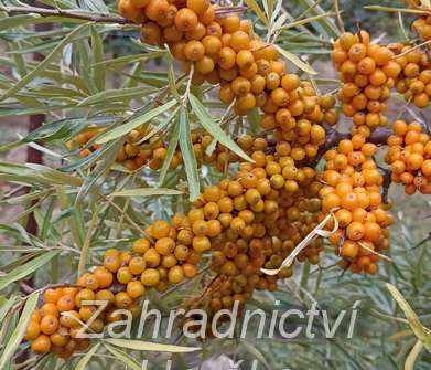 rakytník - Hippophae rhamnoides
