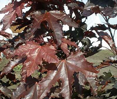 javor - Acer platanoides 'Crimson Sentry'..