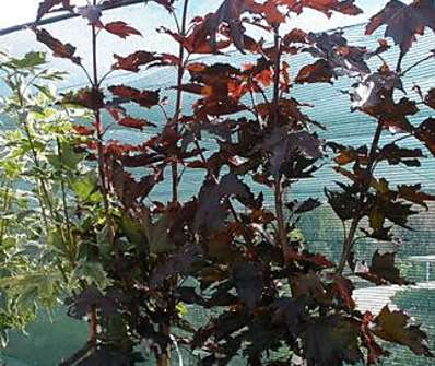 javor - Acer platanoides 'Crimson Sentry'..