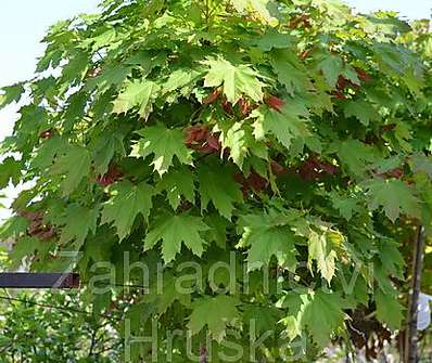 javor - Acer platanoides 'Globosum'