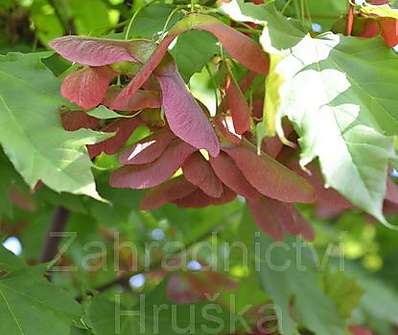 javor - Acer platanoides 'Globosum'