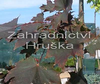 javor - Acer platanoides 'Royal Red'.