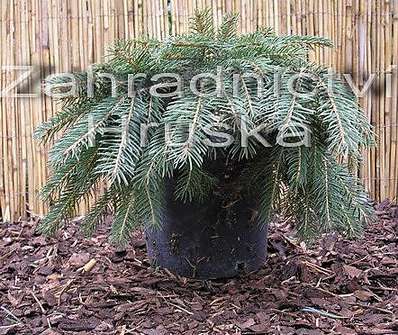 smrk - Picea abies 'Formánek'