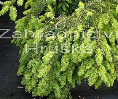 smrk - Picea abies 'Formánek'