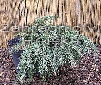 smrk - Picea abies 'Formánek'