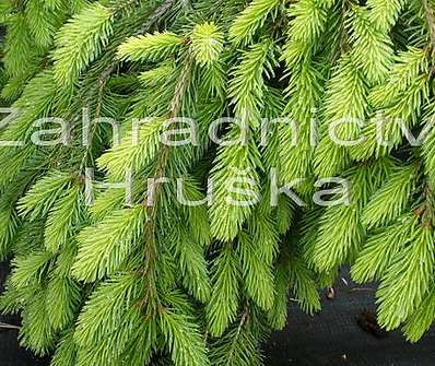 smrk - Picea abies 'Formánek'