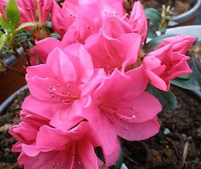 Azalea japonica 'Canzonetta'