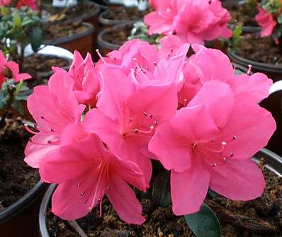 Azalea japonica 'Canzonetta'