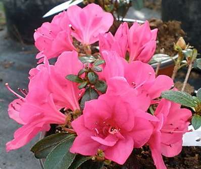 Azalea japonica 'Canzonetta'