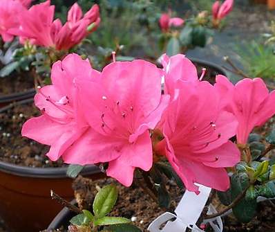 Azalea japonica 'Canzonetta'