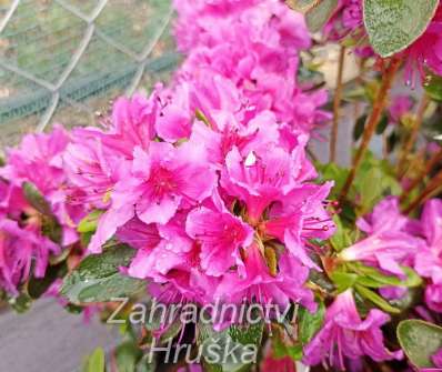 Azalea japonica 'Konigstein'