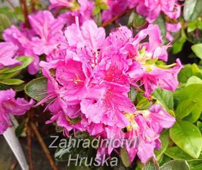 Azalea japonica 'Konigstein'