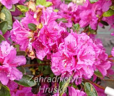 Azalea japonica 'Konigstein'