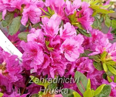 Azalea japonica 'Konigstein'