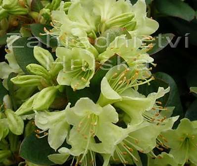 Rhododendron impeditum 'Shamrock'
