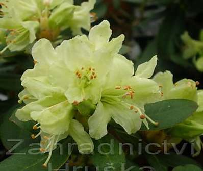 Rhododendron impeditum 'Shamrock'