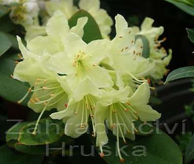 Rhododendron impeditum 'Shamrock'