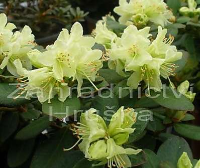 Rhododendron impeditum 'Shamrock'