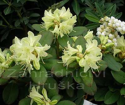 Rhododendron impeditum 'Shamrock'