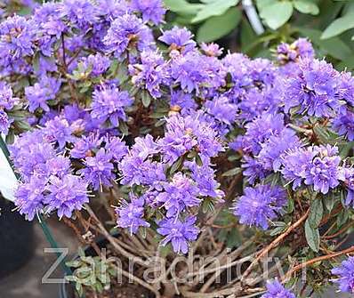 Rhododendron 'Purple Pilow'