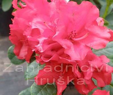 Rhododendron 'Scarlet Wonder'