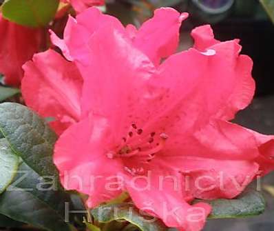 Rhododendron 'Scarlet Wonder'