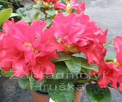 Rhododendron 'Scarlet Wonder'