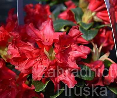 Rhododendron 'Scarlet Wonder'